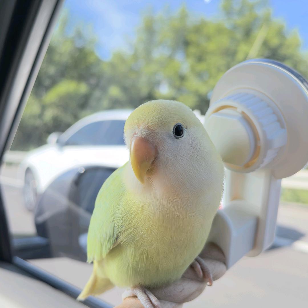 parrot宠物用品