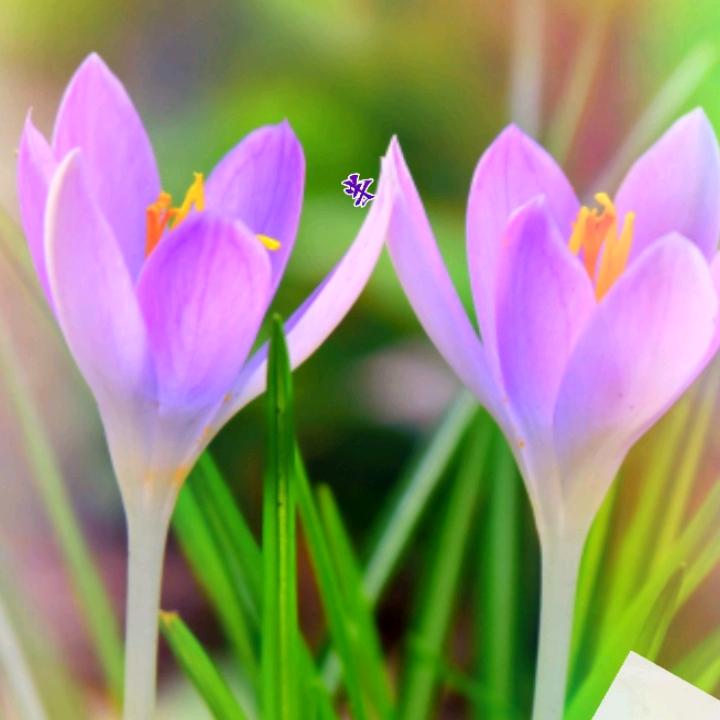 玫瑰花