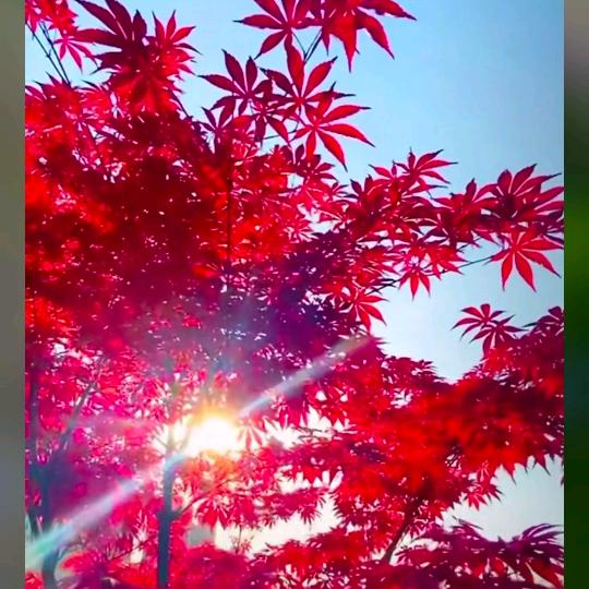 幽默高雅