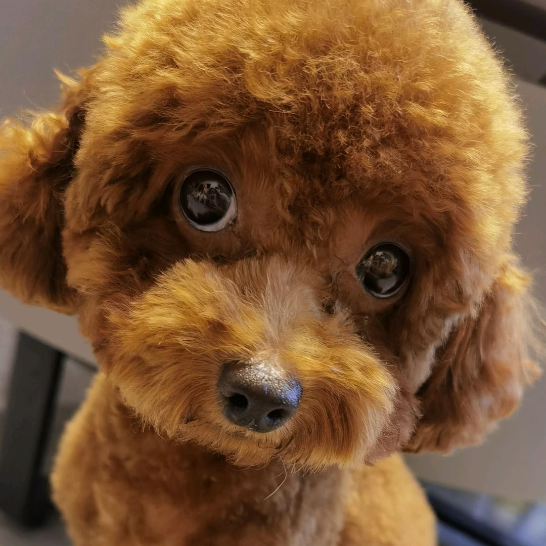 小泰迪吉吉