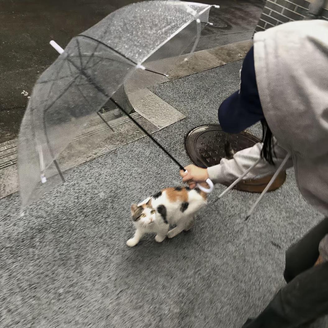 菜菜我种种种