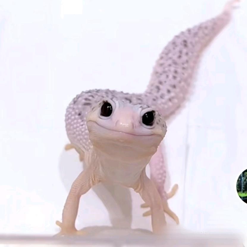 辰宇爬宠  豹纹守宫繁殖户