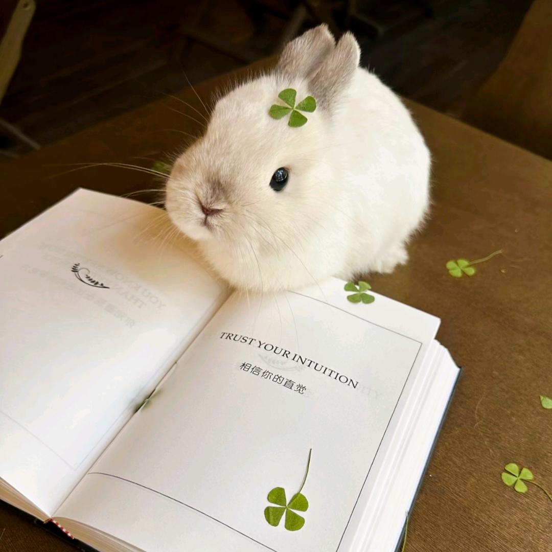 香蔡味筱兔叽🐰