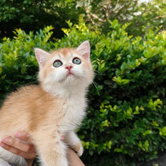 肥猫宠物乐园