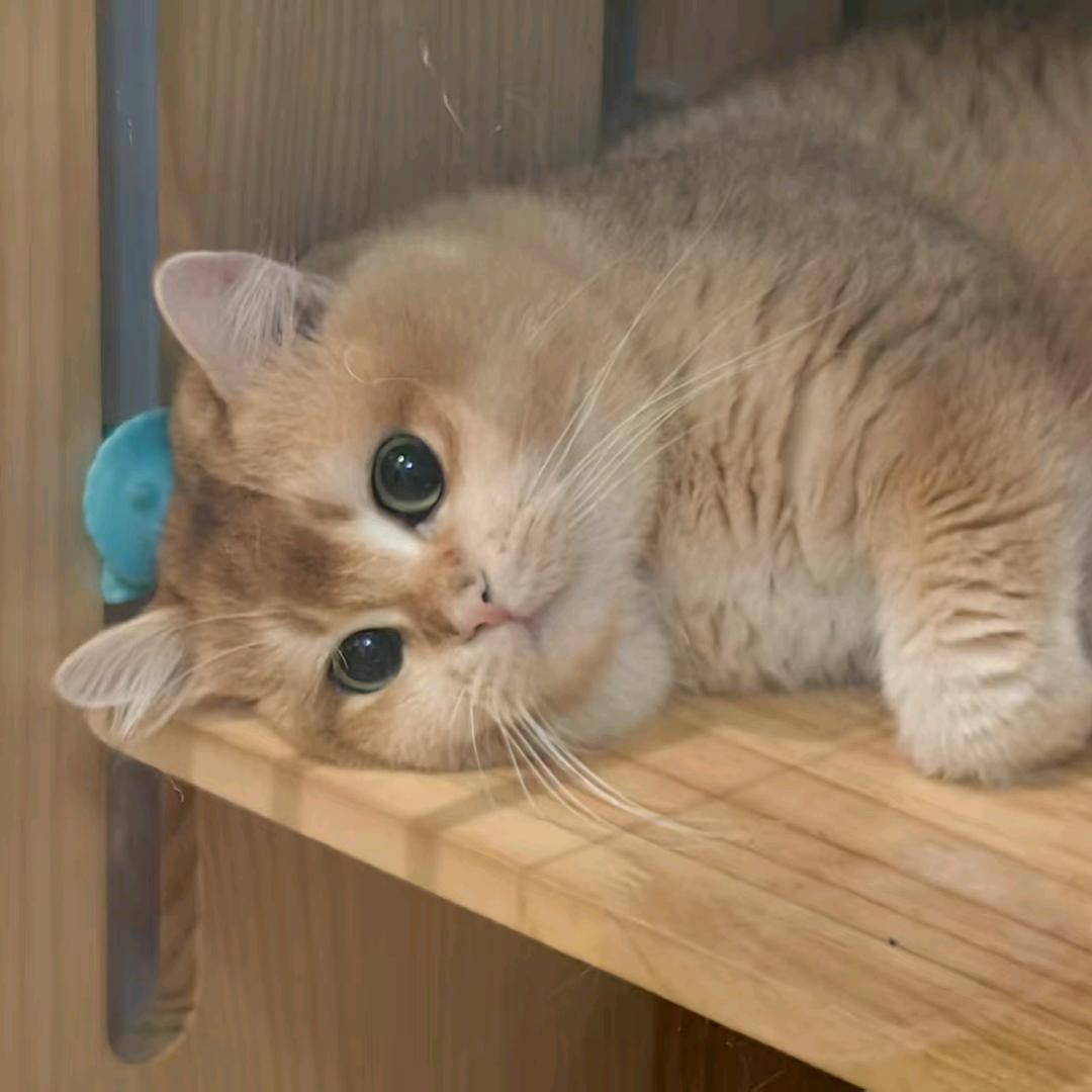 猫先生不想上班🐱