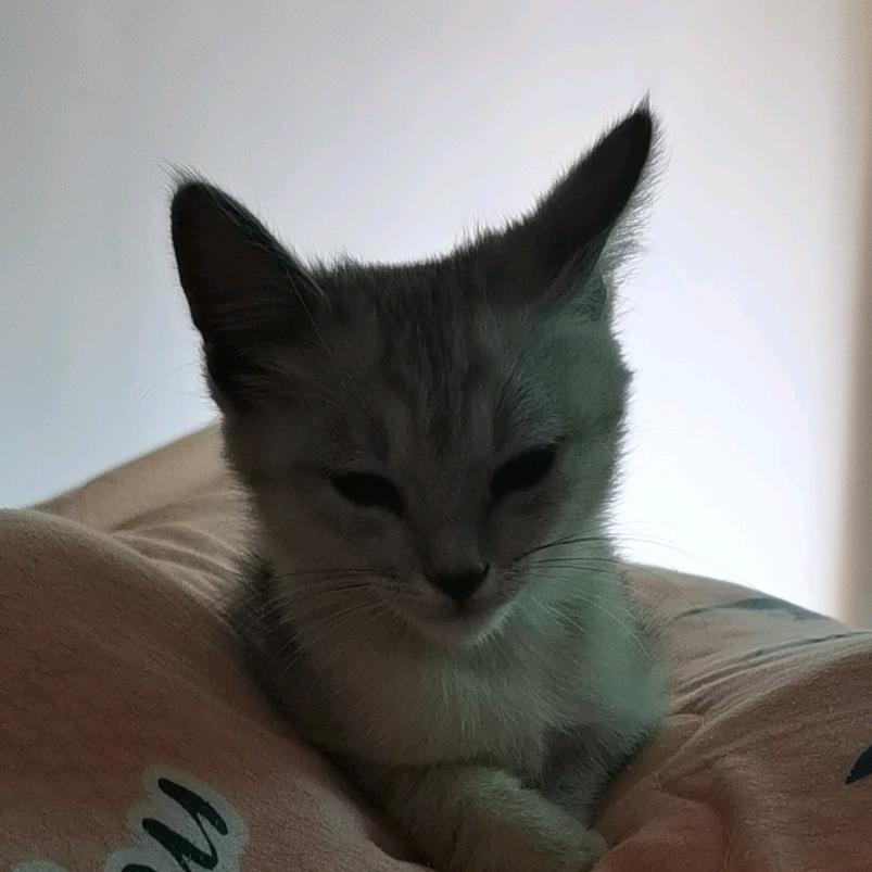 烟茶聊天亮˙˙˙🍊