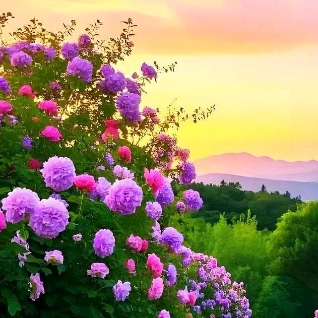 ༒林芝