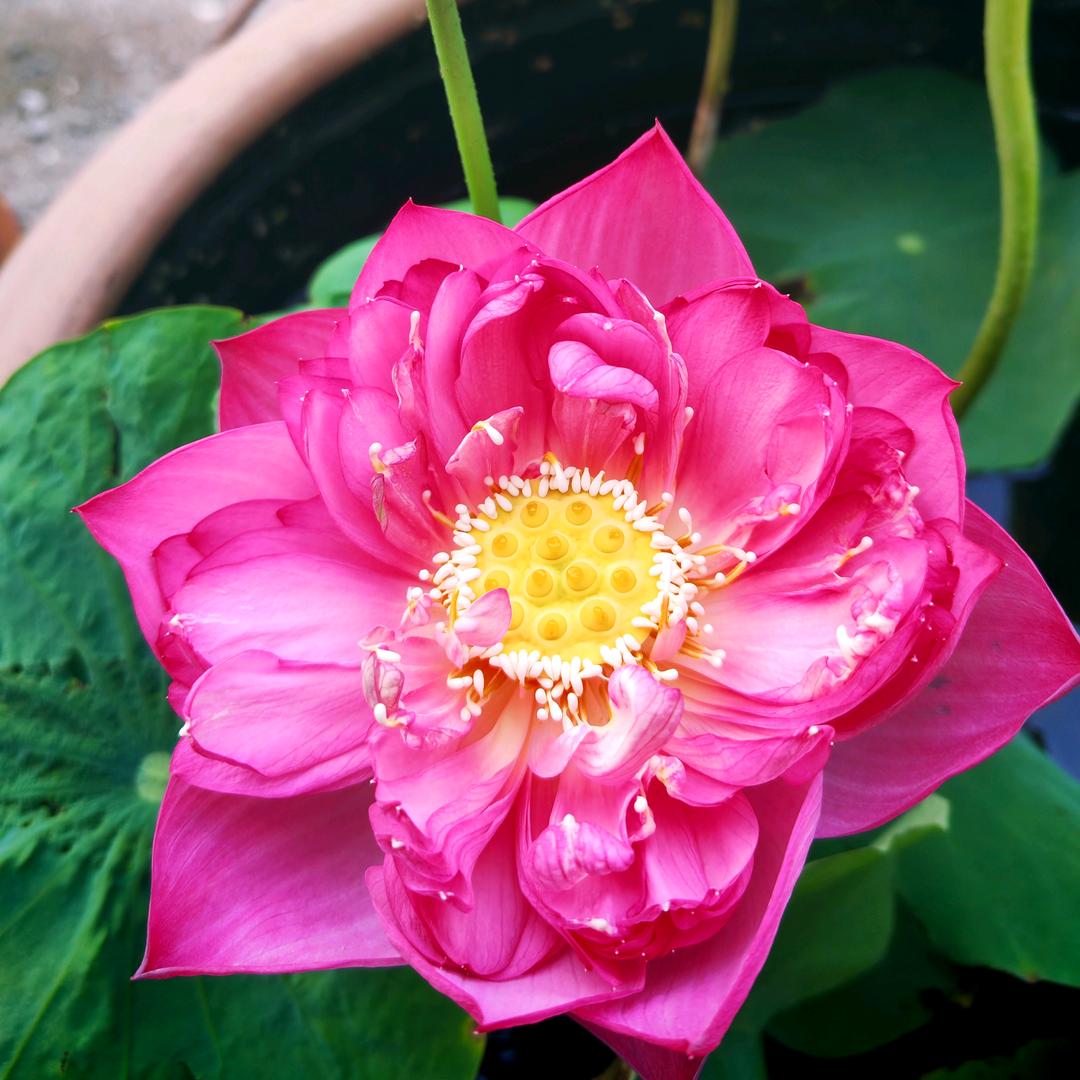 妙语🇨🇳禅心