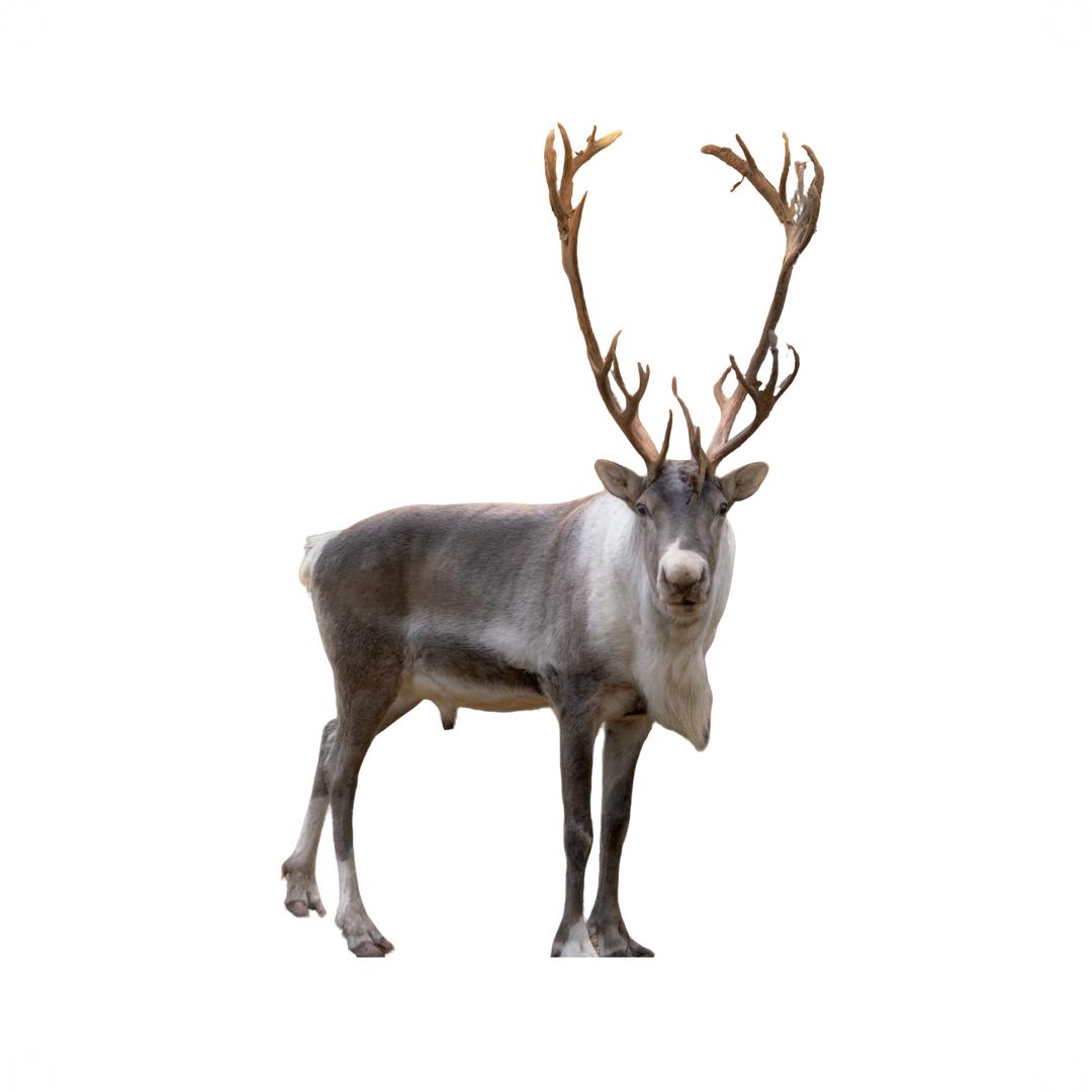 追鹿人-卡尔他昆