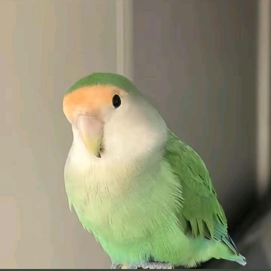 鸟趣鹦鹉🦜