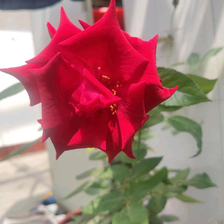 玫瑰爱生活