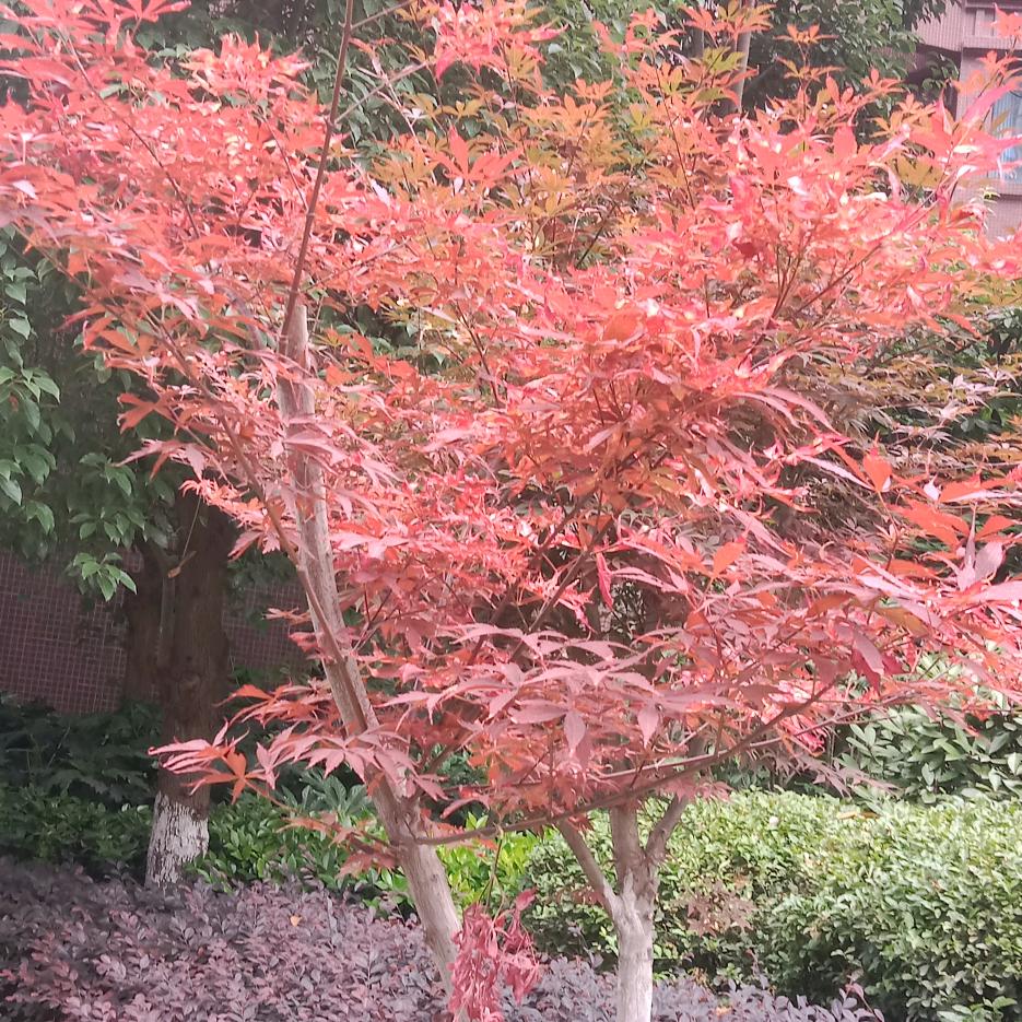 群姐巜拒私聊》