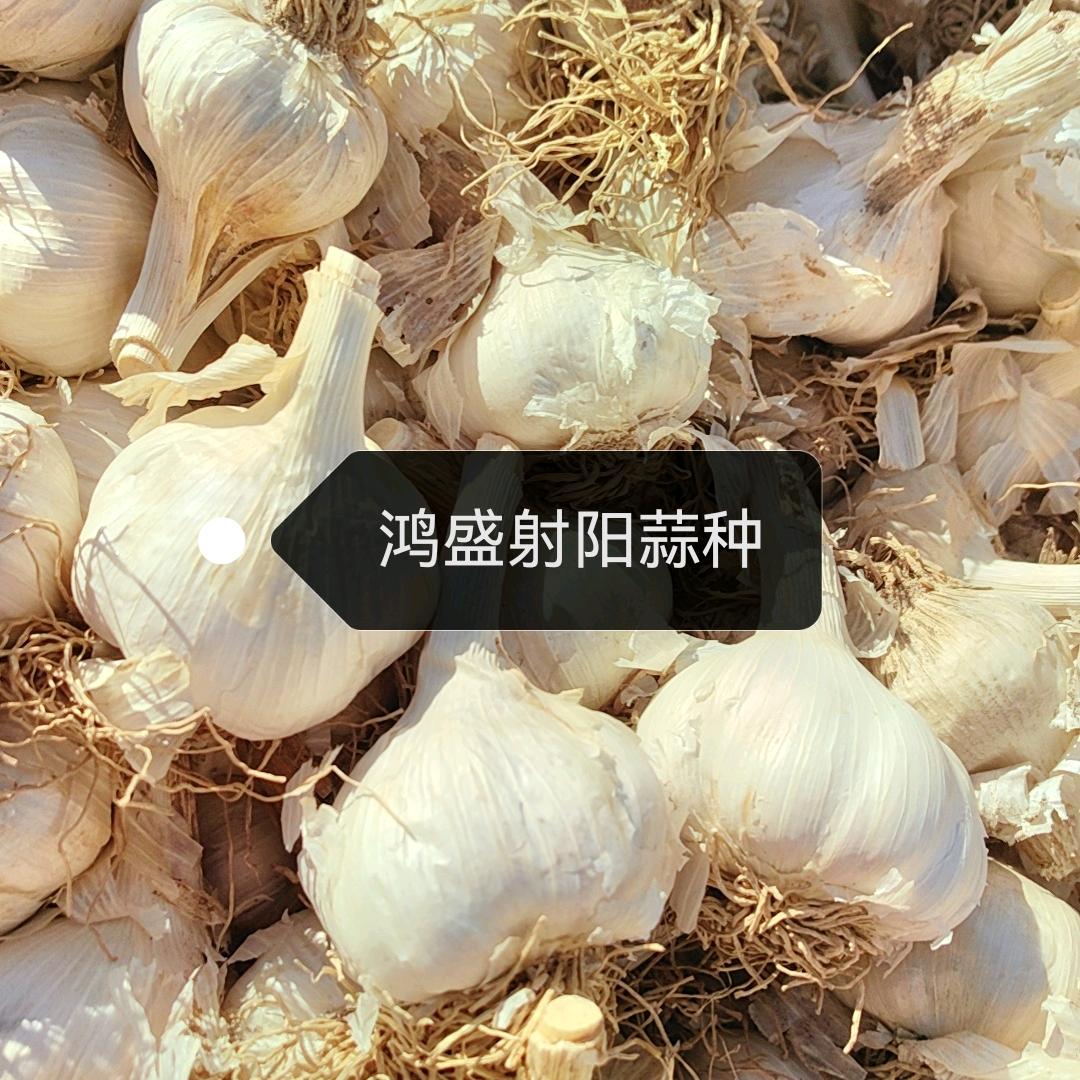 鸿盛射阳蒜种