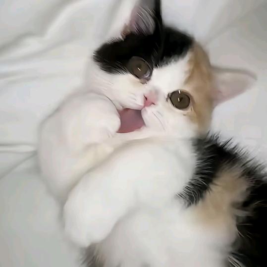'bb小饼⑉°