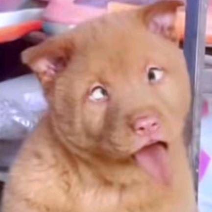 聪明睿智
