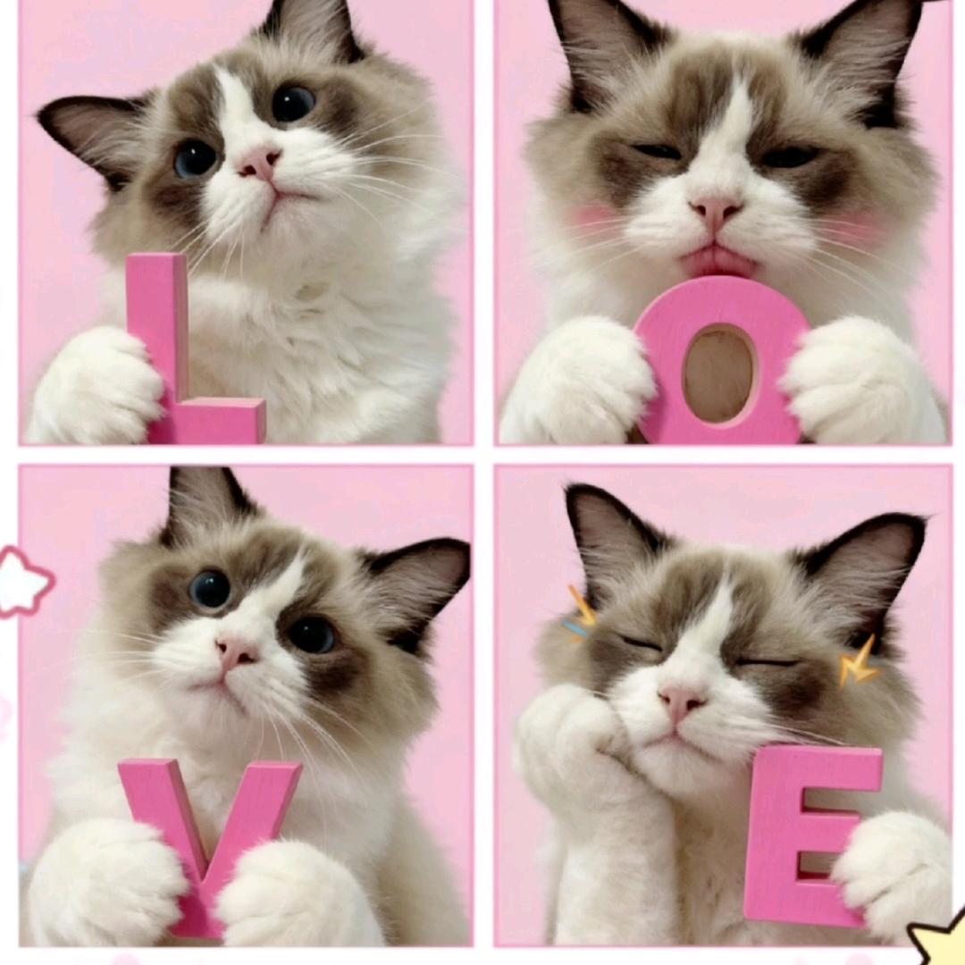 ᰔᩚ.熹熹是只喵🐱୧⍤⃝🌻