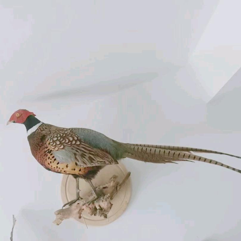 徐州宠物标本师