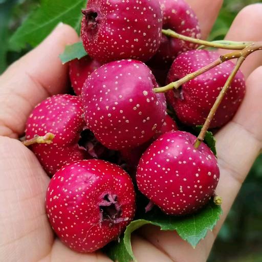 兴隆县六道河小金星