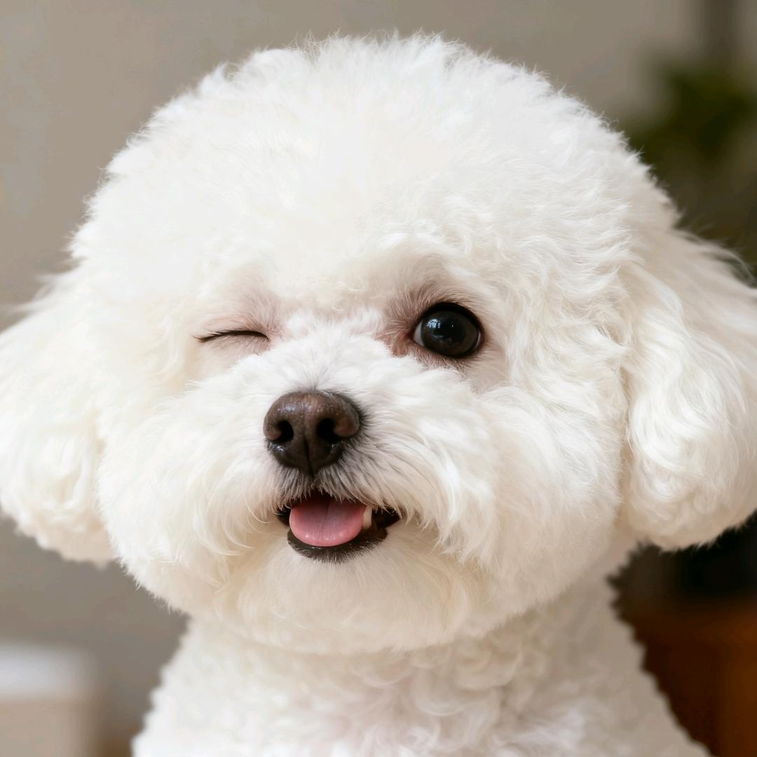 豆沙是个眯眯眼