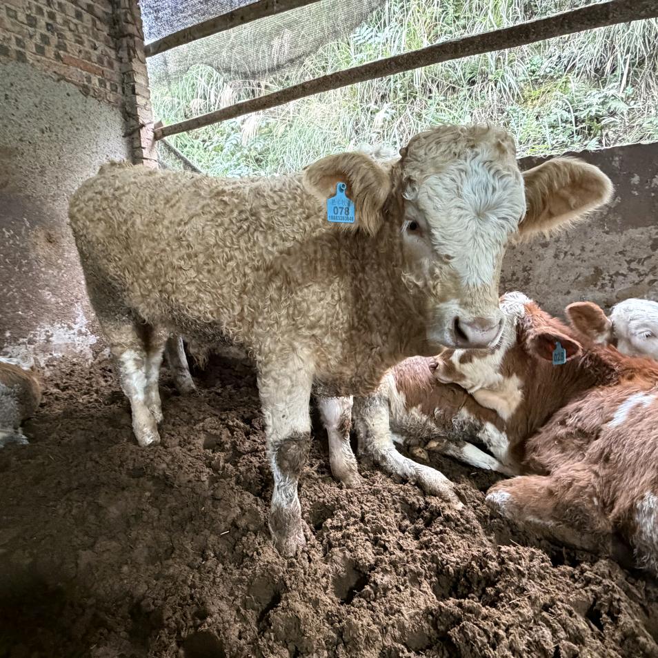 胜丰牧业（代办）