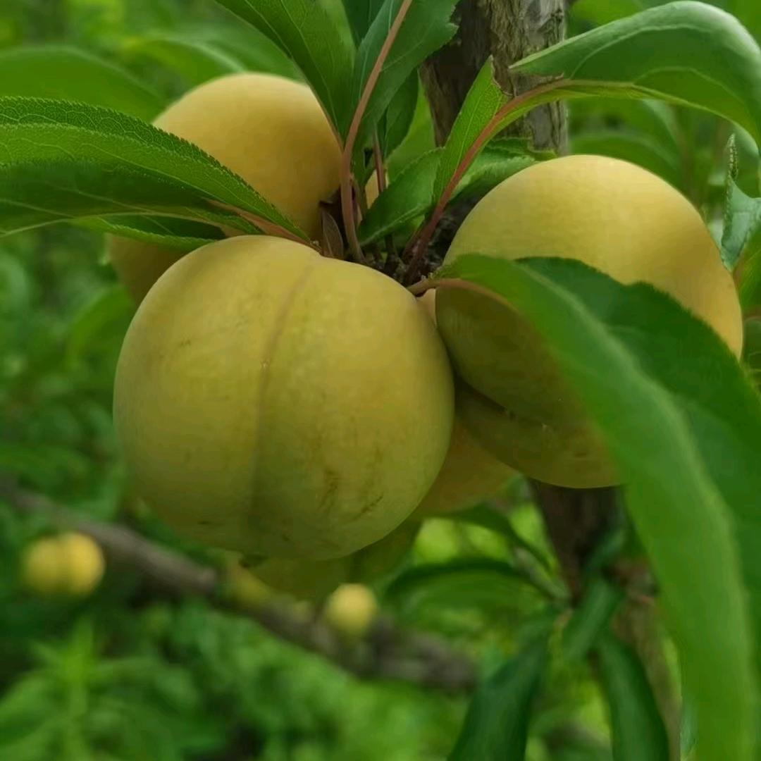 小芳怎会嫁老王