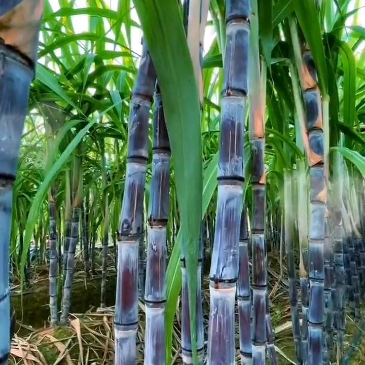 张