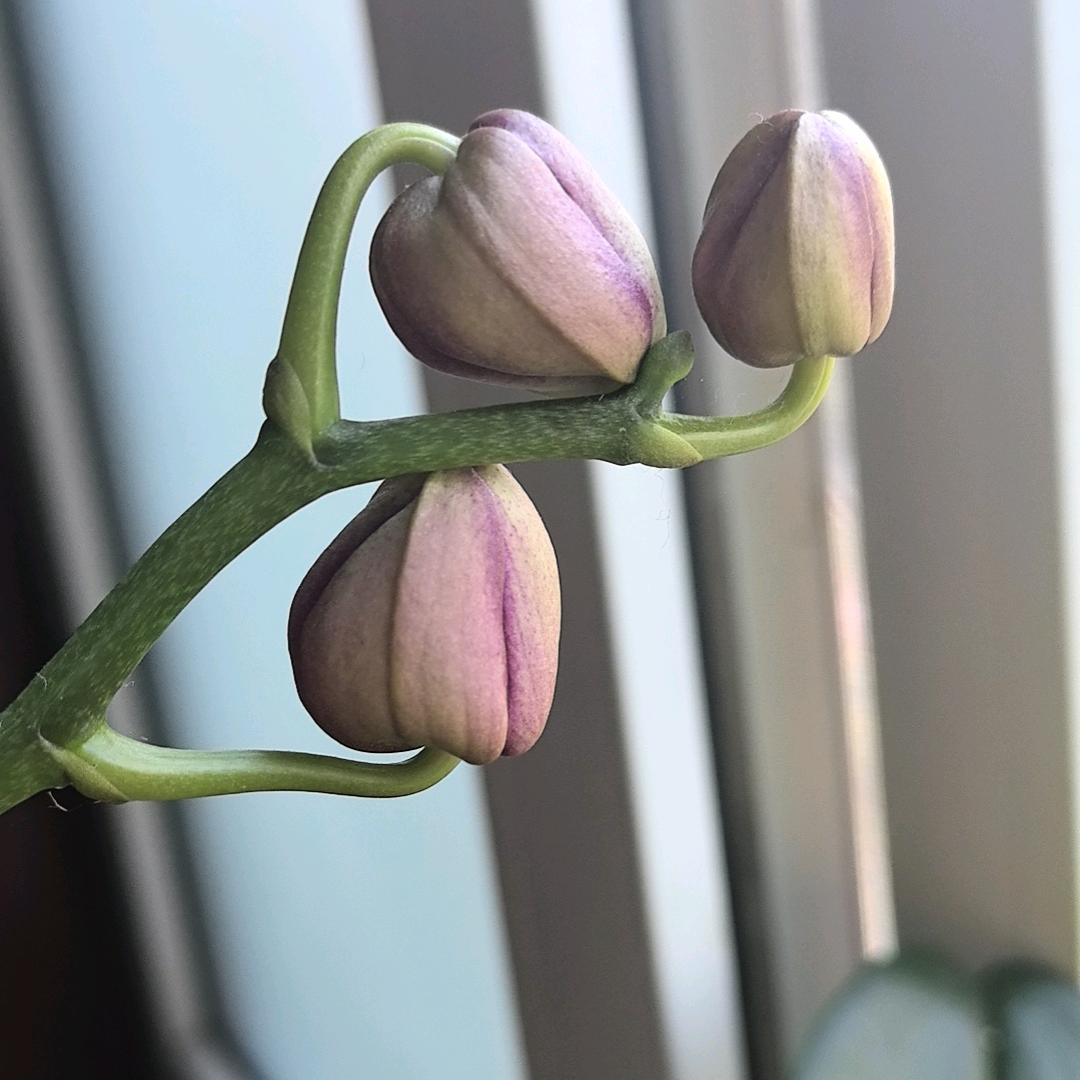 蝴蝶兰