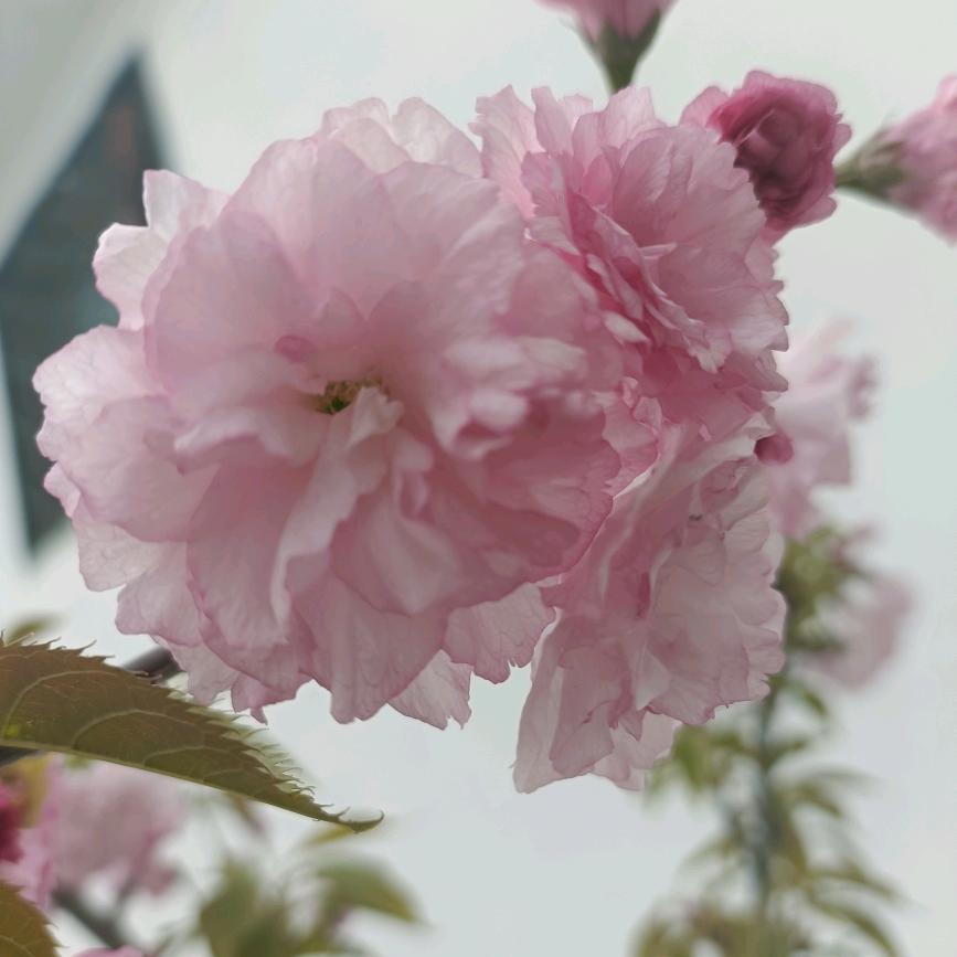 怎么开心怎么活