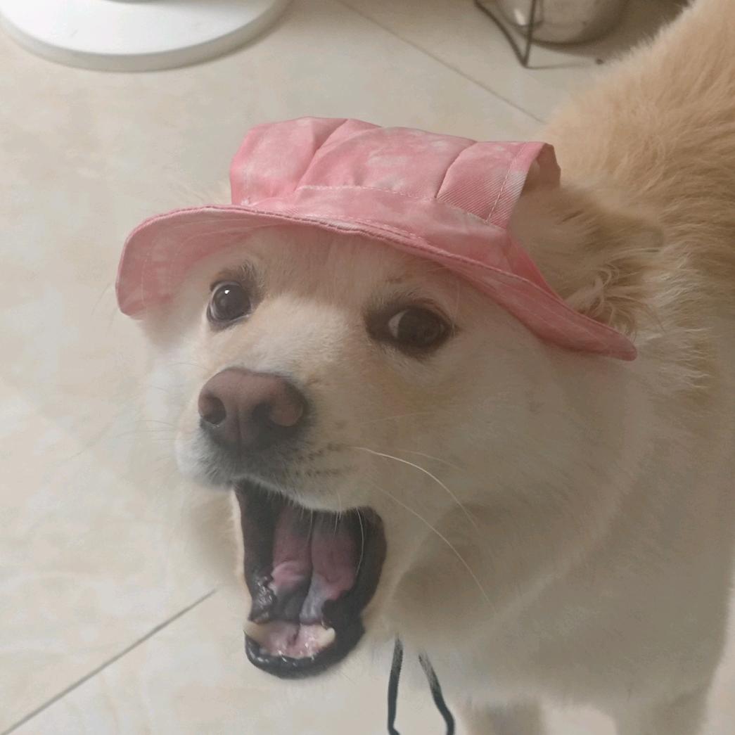 阿乐乐