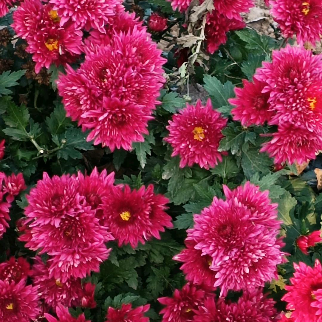 煮酒煮茶煮时间