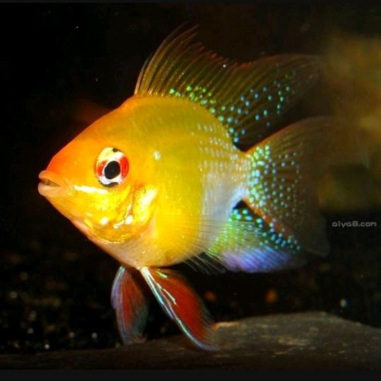 水族观赏渔