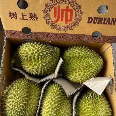 帅榴莲水果人@蒙蒙