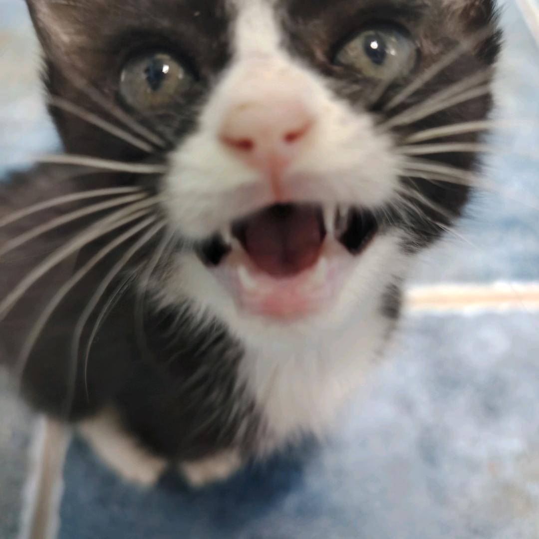一只猫（点赞没回就是被吞了