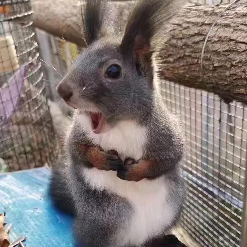 爪爪松鼠(售🐿️)
