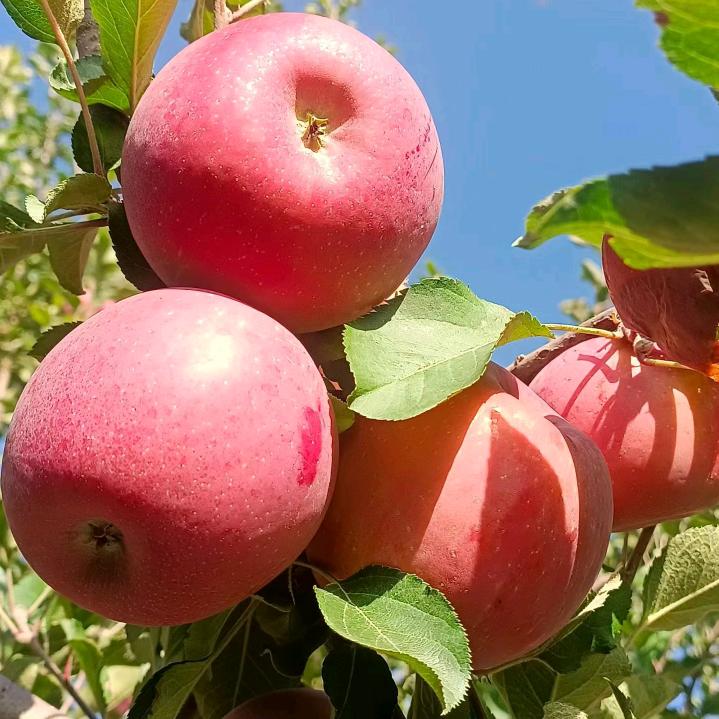 老柳家冰糖心苹果