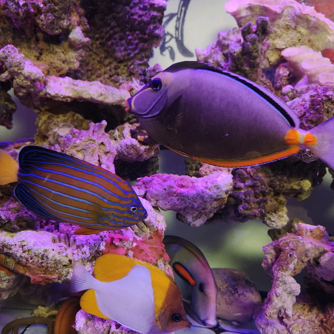 养鱼养花养宠物