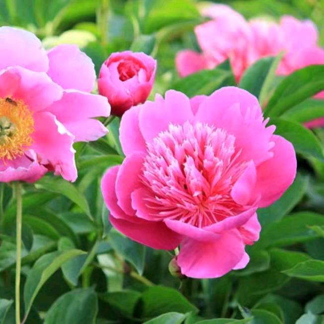 玫瑰🌹开