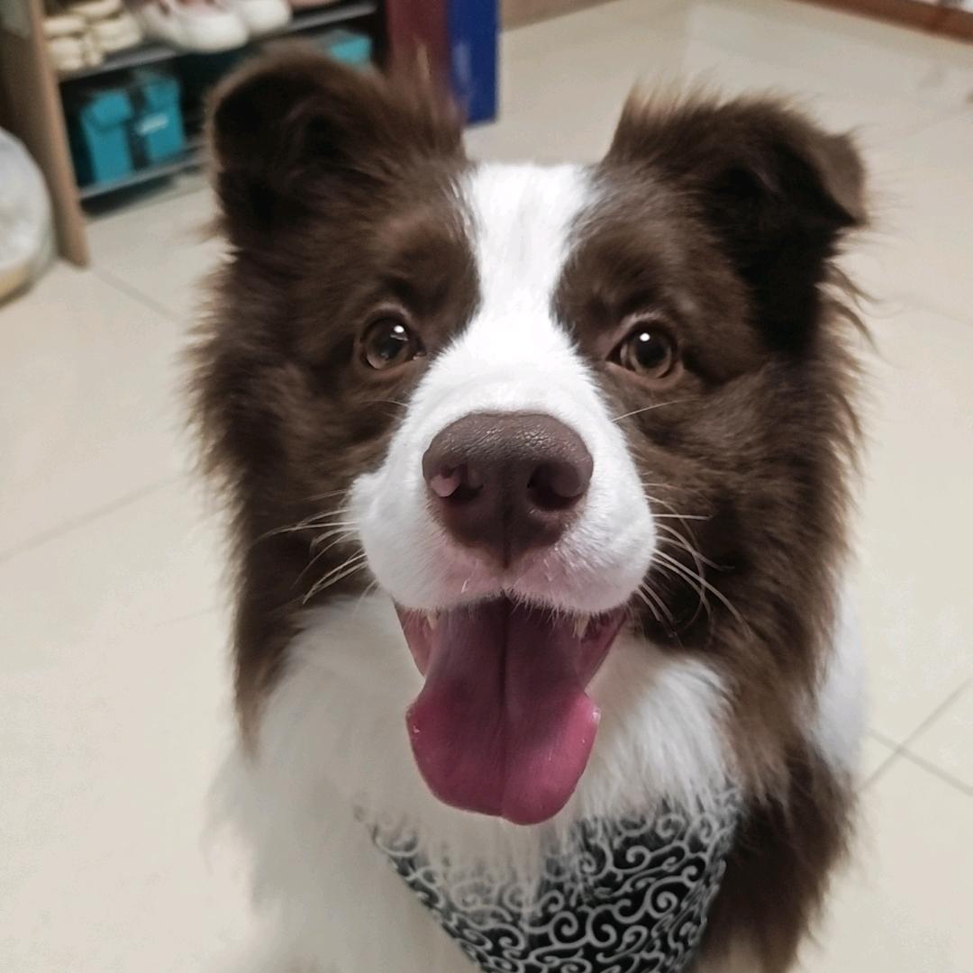 🐶元宝的成长日记