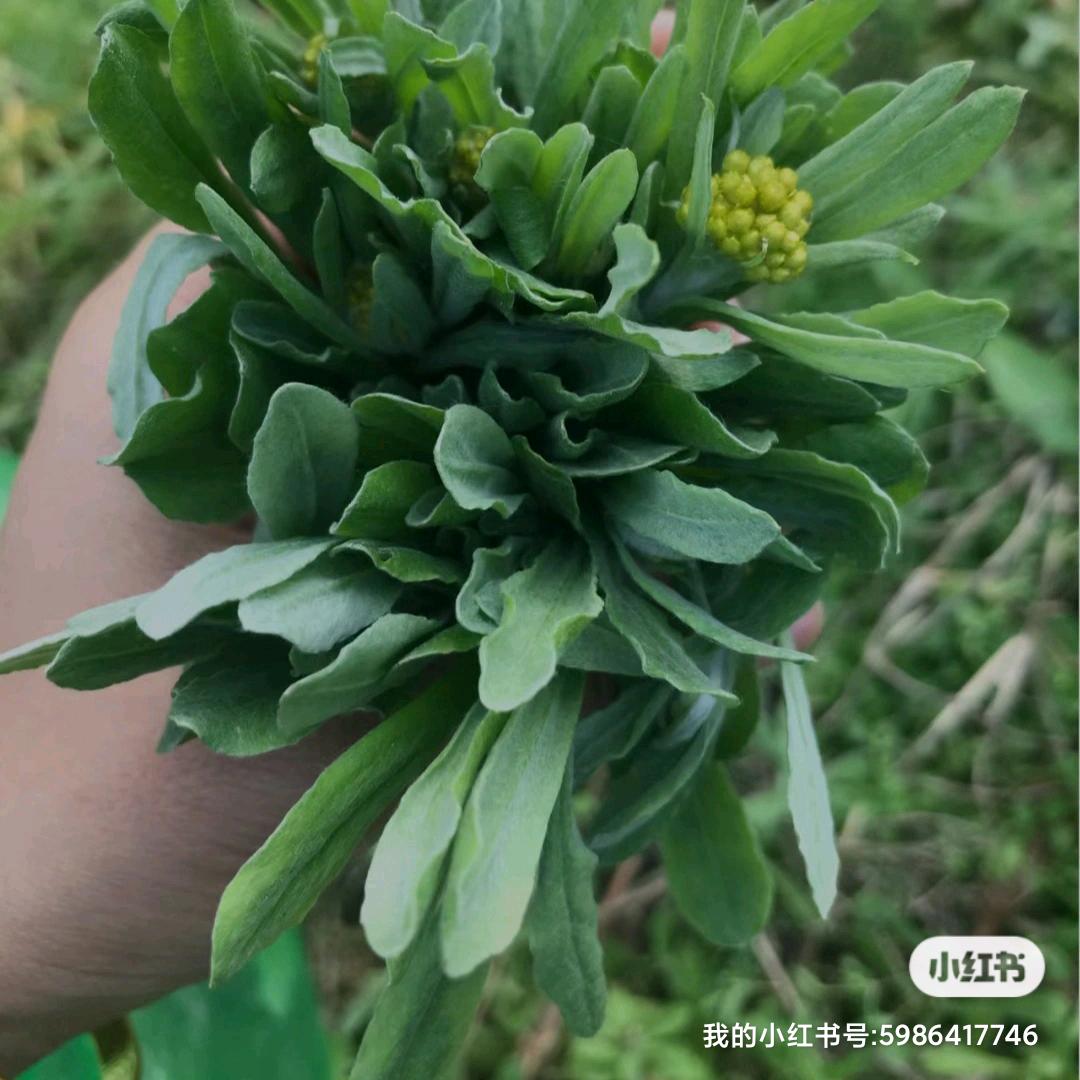 清明草