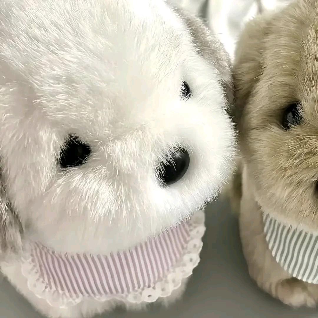 梁小圆