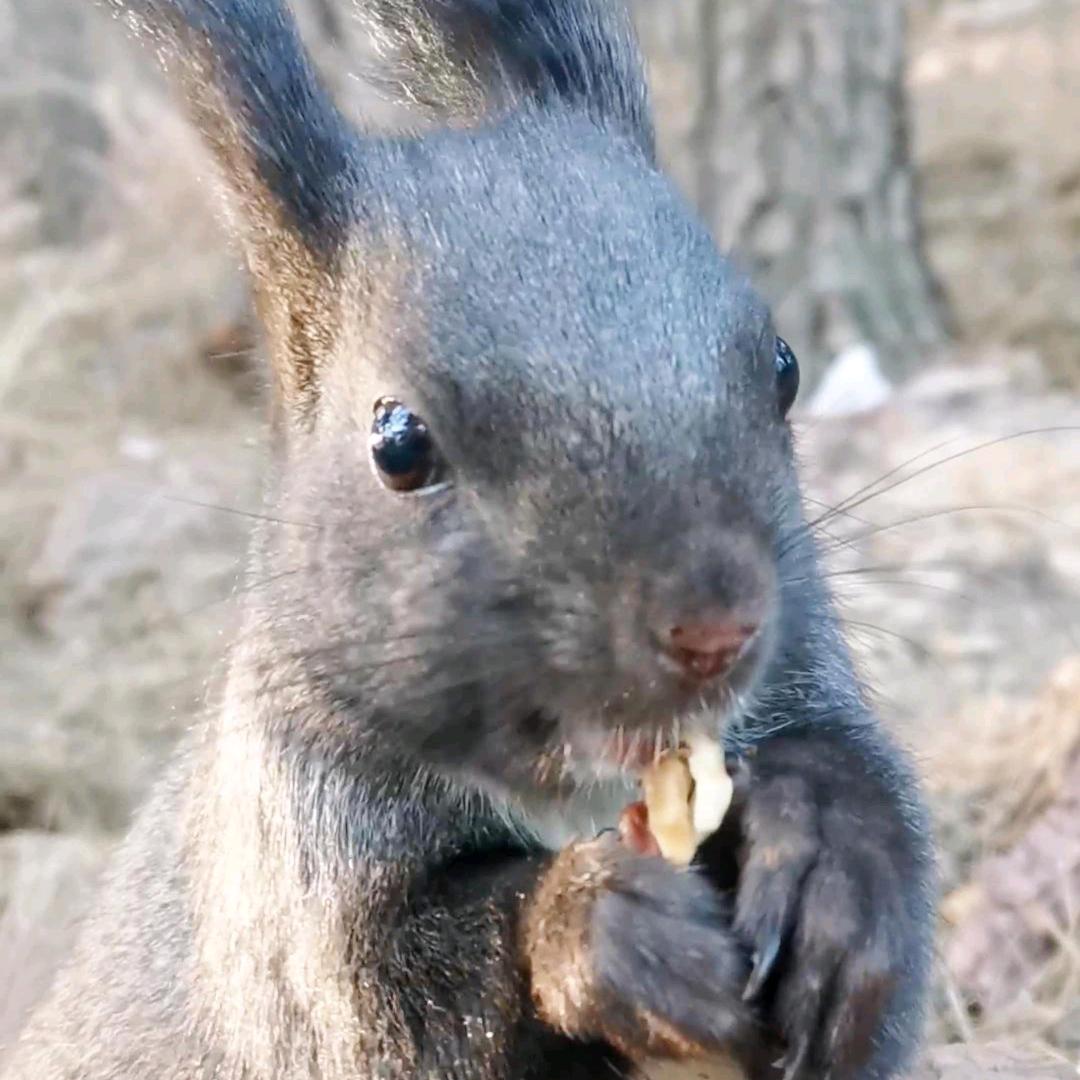 松鼠日记🐿