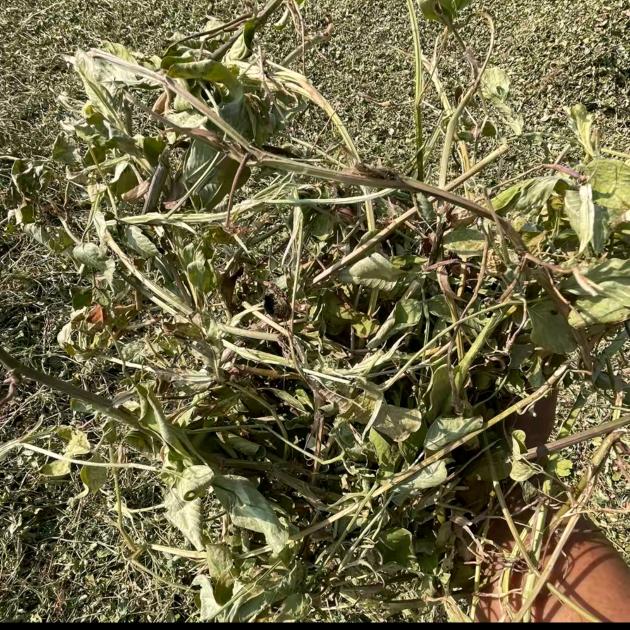 兄弟，牛羊草业