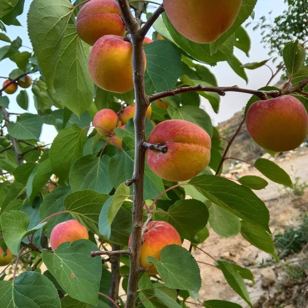 吉祥=王芳霞