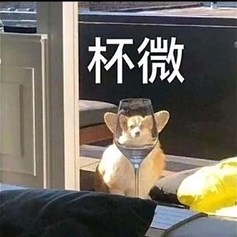 有一只小猫叫泡泡