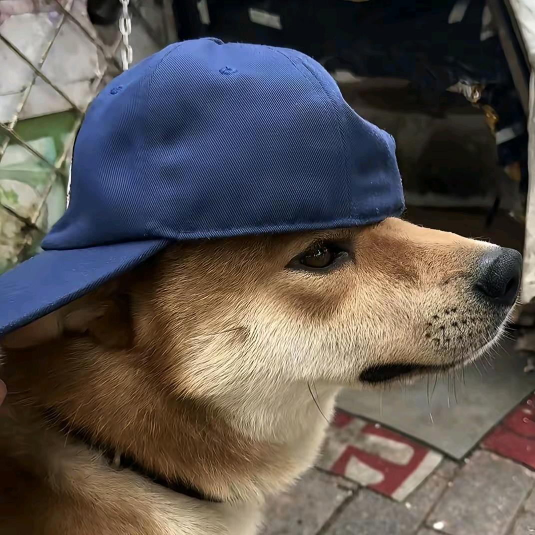 硅鱼