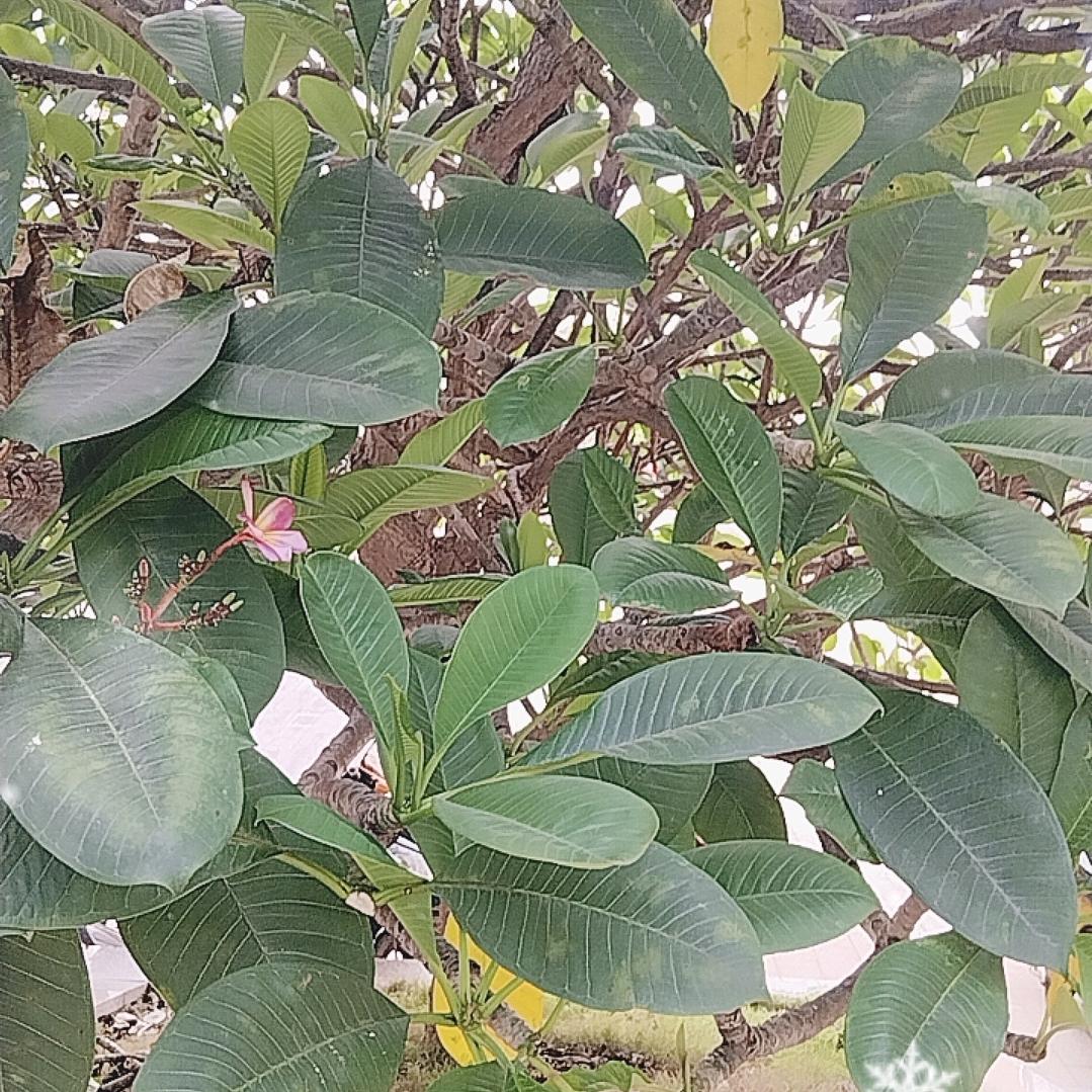 无心的相遇
