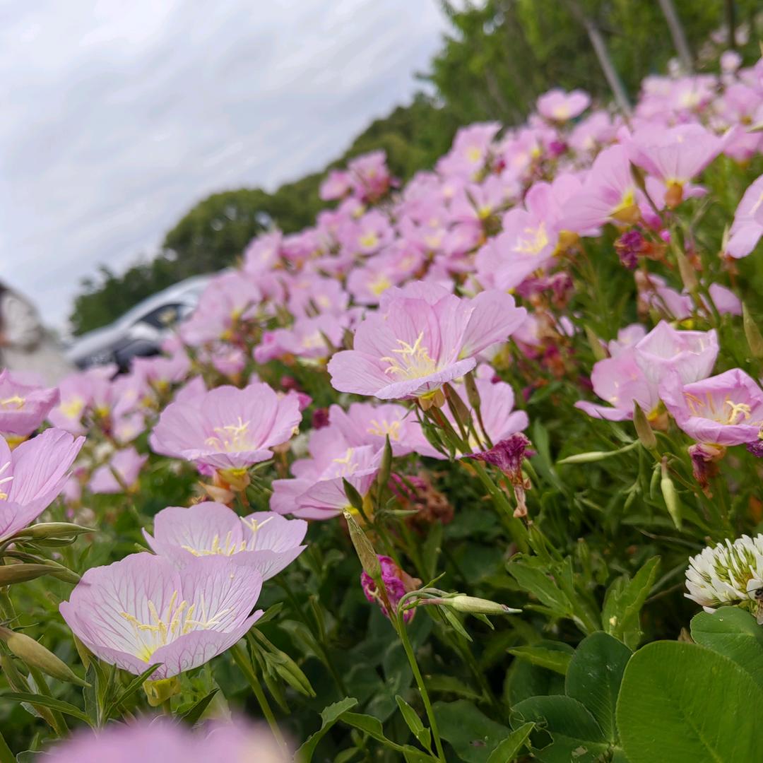 小芒果