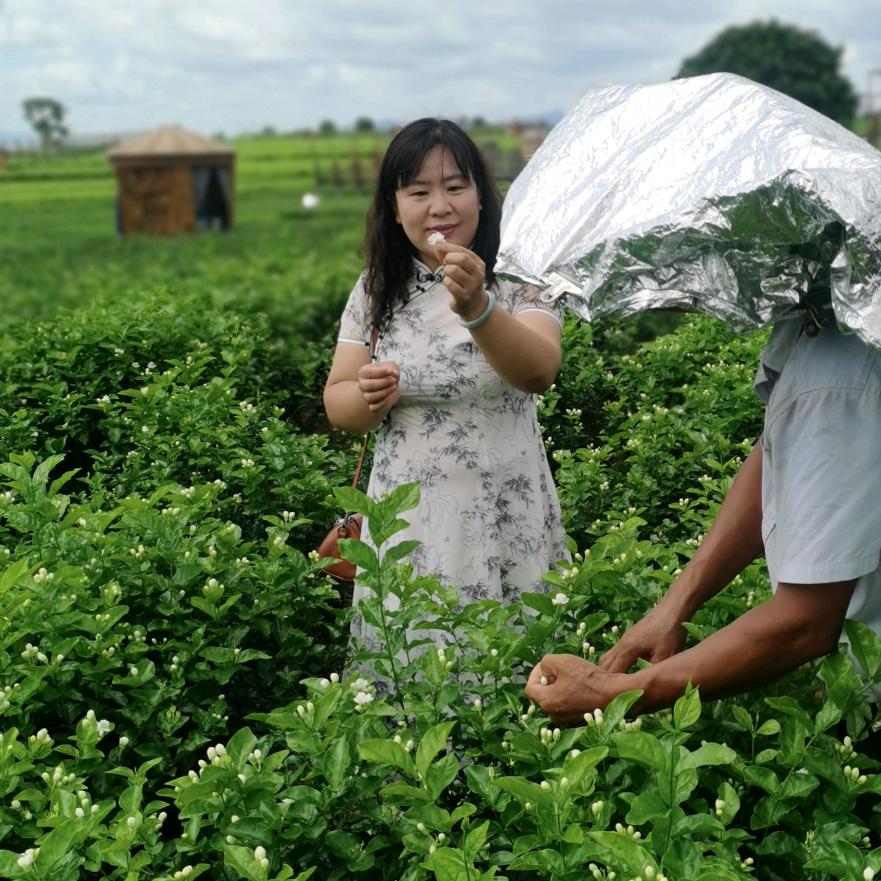 红姐茉香茶业（老味花茶）