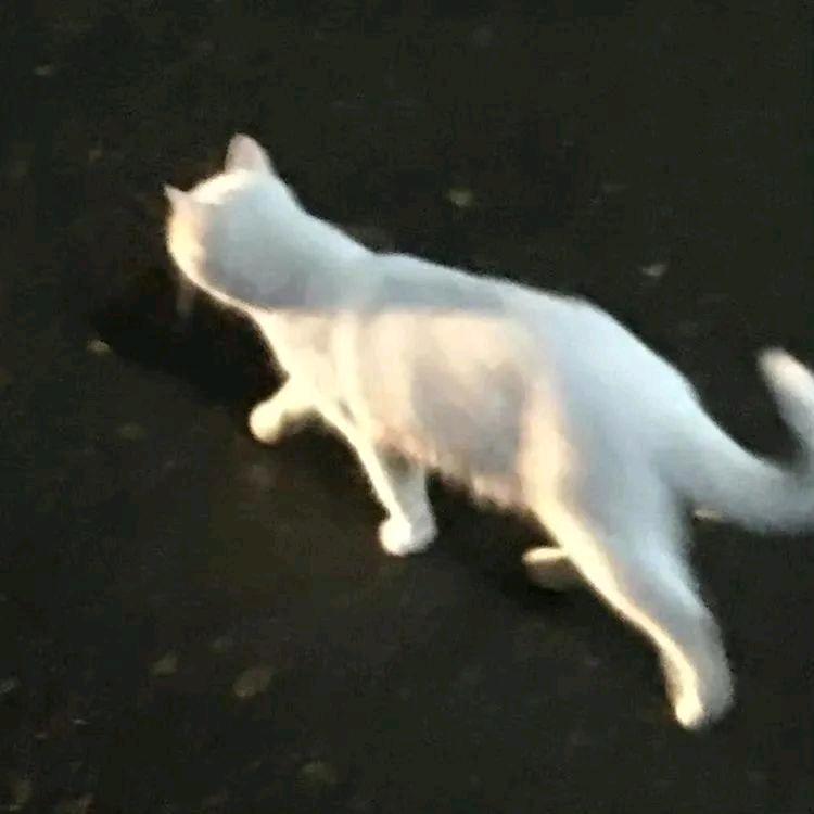 一只䒞