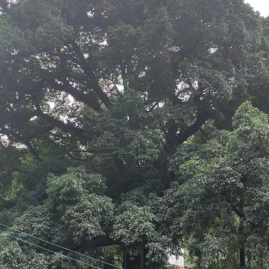 想你在梦中